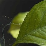 spider mites-thatviralfeedcdn