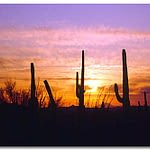 The Sonoran Desert Mexico USA-thatviralfeedcdn