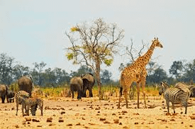 Top Destinations For A Zimbabwe Safari And What Makes Them Unique